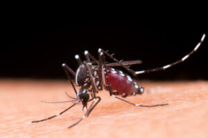 Governo do Estado emite decreto emergencial pelo avanço da Dengue