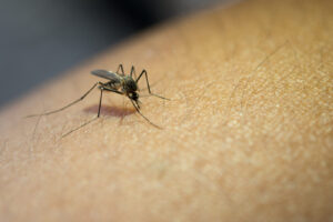 foto de um mosquito picando uma pessoa